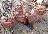 Gyromitra infula image