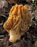 Verpa bohemica image