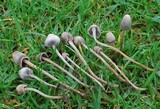 Panaeolopsis nirimbii image
