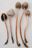 Panaeolopsis nirimbii image