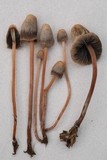 Panaeolopsis nirimbii image