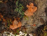 Craterocolla cerasi image