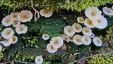Lichenomphalia umbellifera image