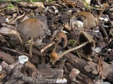 Parasola auricoma image