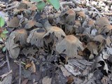 Parasola auricoma image