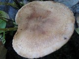 Tricholoma psammopus image