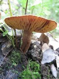 Tricholoma psammopus image