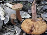 Tricholoma psammopus image