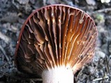 Chroogomphus rutilus image