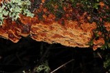 Phellinus gilvus image