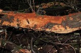 Phellinus gilvus image