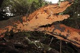 Phellinus gilvus image