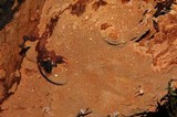 Phellinus gilvus image