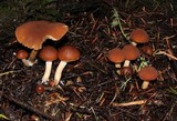 Psathyrella piluliformis image