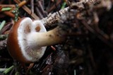 Psathyrella piluliformis image