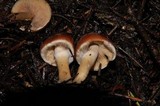 Psathyrella piluliformis image
