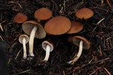 Psathyrella piluliformis image