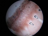 Psathyrella piluliformis image