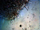 Psathyrella piluliformis image