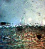 Psathyrella piluliformis image