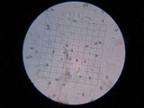 Psathyrella piluliformis image