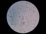 Psathyrella piluliformis image