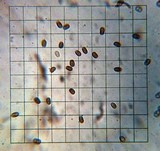 Psathyrella piluliformis image