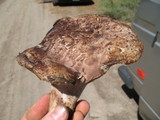 Sarcodon calvatus image