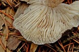 Pluteus atromarginatus image