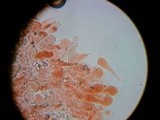 Pluteus atromarginatus image