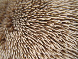 Sarcodon calvatus image