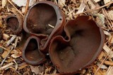 Peziza phyllogena image
