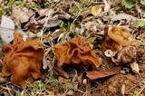 Gyromitra korfii image