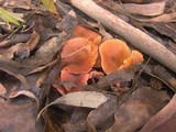 Laccaria fraterna image