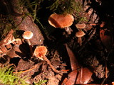 Tubaria conspersa image