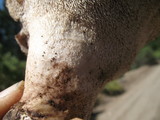 Sarcodon calvatus image