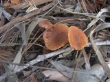 Laccaria fraterna image