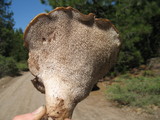Sarcodon calvatus image