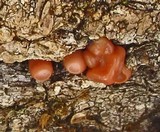 Craterocolla cerasi image