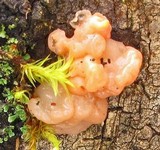 Craterocolla cerasi image