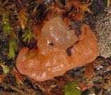 Craterocolla cerasi image