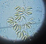 Craterocolla cerasi image