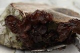 Exidia recisa image