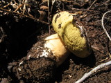 Boletus rex-veris image