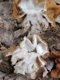 Gyromitra korfii image