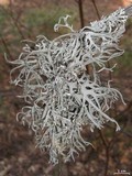 Pseudevernia intensa image