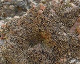 Psora nipponica image