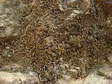 Psora nipponica image