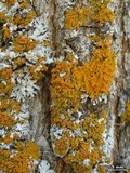 Oxneria fallax image