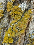 Xanthomendoza montana image